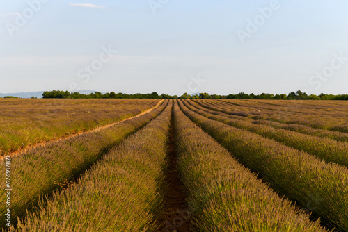 Lavender Field - Brunet  France