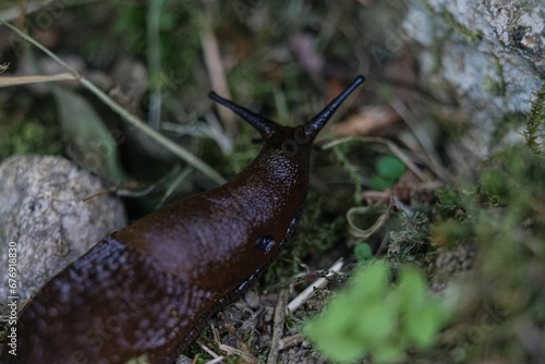 Closeup shot of a slug in a garden during the day