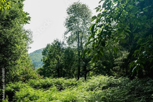 Beautiful shot of the France Montferrier forest at the bottom of Les Pyrenees