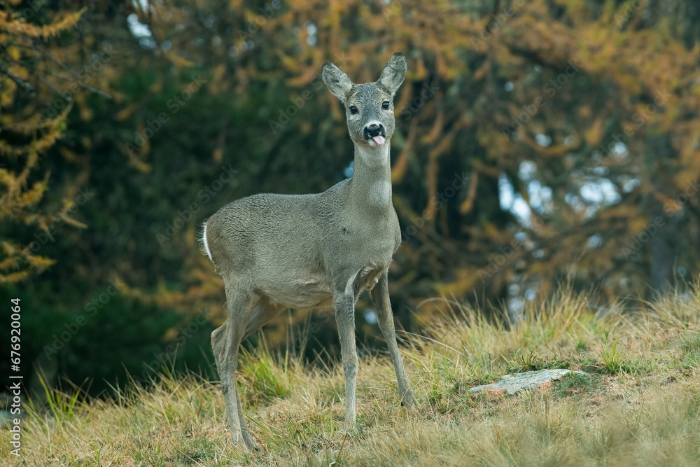 European roe deer, Capreolus capreolus, sticking out tongue, standing in an alpine meadow against autumn forest background.
