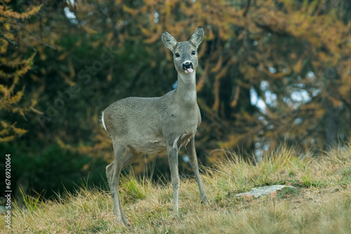 Obraz na płótnie European roe deer, Capreolus capreolus, sticking out tongue, standing in an alpine meadow against autumn forest background. w salonie