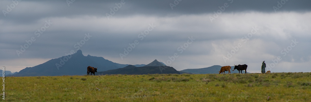 Panorama photo of Basotho man with cattle on a mountain in the clouds, Lesotho, Africa