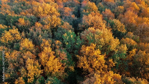 Trees changing color from above in The Netherlands  Drenthe