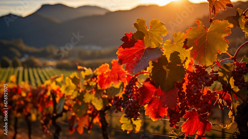 Autumn vineyard, Napa Valley, grape leaves turning gold and red, hills in the backdrop, sunset lighting