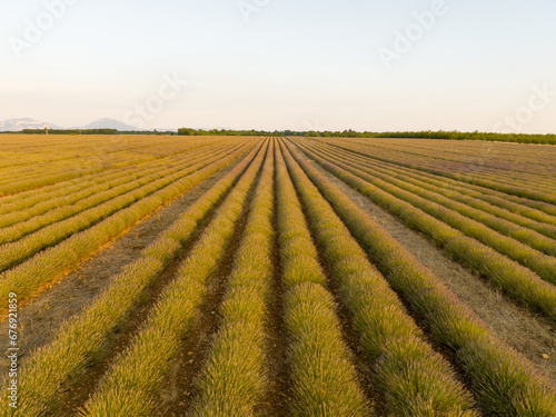 Lavender Field - Brunet  France