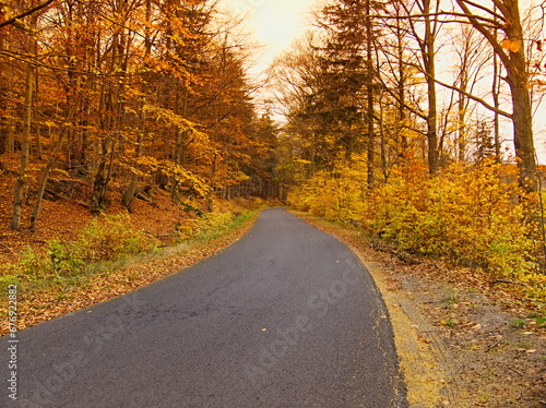 road in autumn forest © Jakub