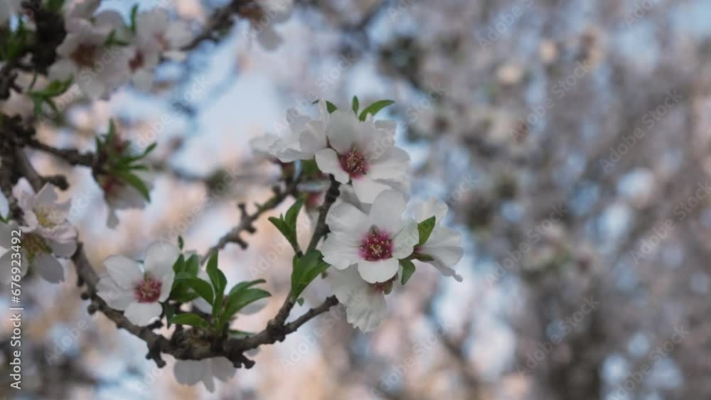 Closeup of Almond Blossoms in Spring Closeup of Almond Blossoms in Spring