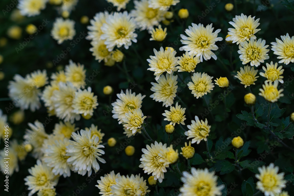 autumn chrysanthemums blooming on bushes in the garden, plant background autumn chrysanthemums blooming on bushes in the garden, plant background