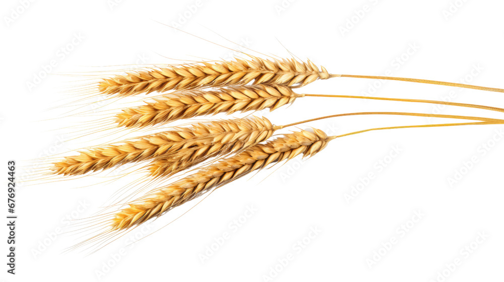 Wheat spike Wheat spike