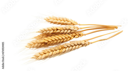Wheat spike