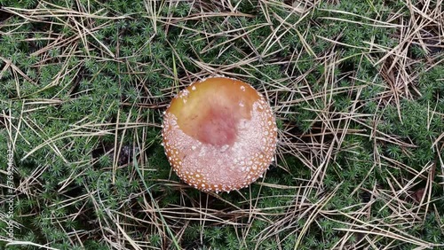 Aerial Spin of Red Toadstool