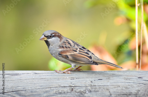 Sparrow standing on a wood