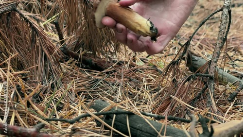 Woodland Harvest: Gathering a Mushroom Among Pine Logs