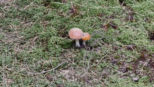 Duo of Tiny Red Fly Agarics