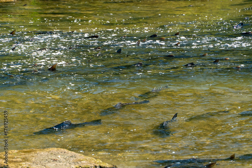 Chinook salmon migrating up the Ganaraska water river upstream for spawning place. Plenty of salmon fish spawn. Corbett's Dam, Port Hope, Ontario, Canada. photo