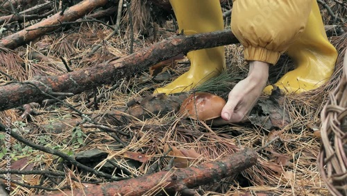 Woodland Harvest: Gathering a Mushroom Among Pine Logs