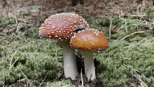 Close-Up Dance of Red Fly Agarics
