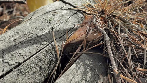 Woodland Harvest: Gathering a Mushroom Among Pine Logs