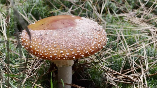 Red Toadstool Hat in Mossy Ambiance