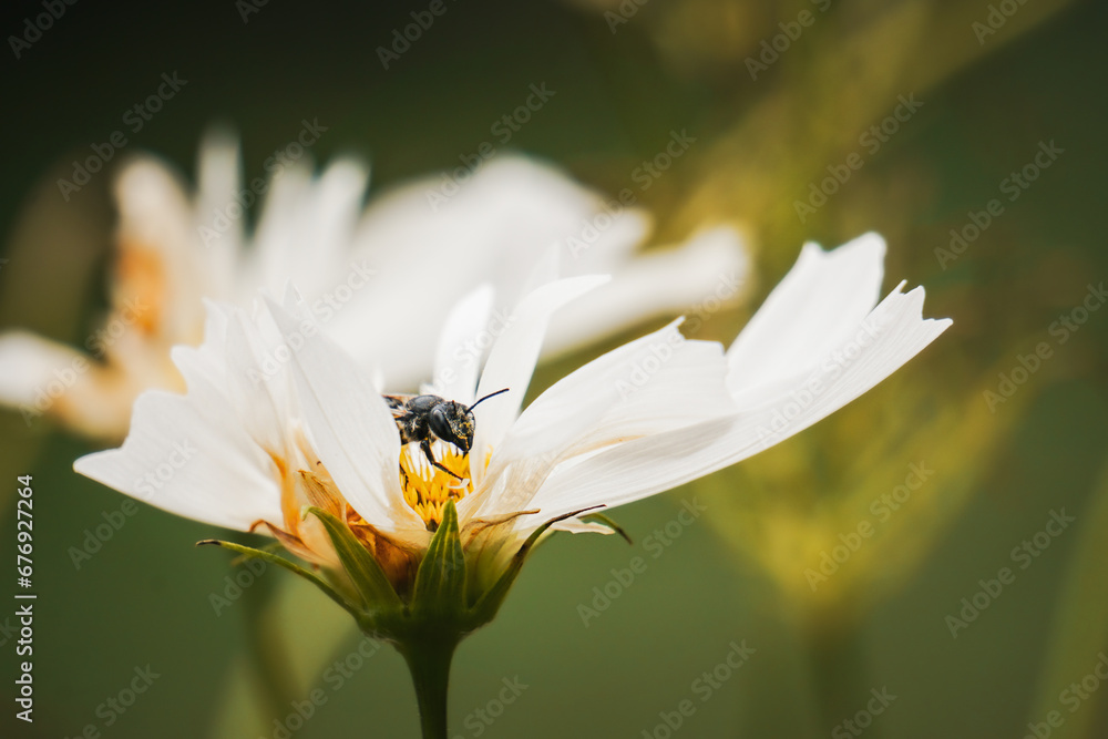 Macro Close Up of White Tail Hornet on Daisy in Garden Macro Close Up of White Tail Hornet on Daisy in Garden