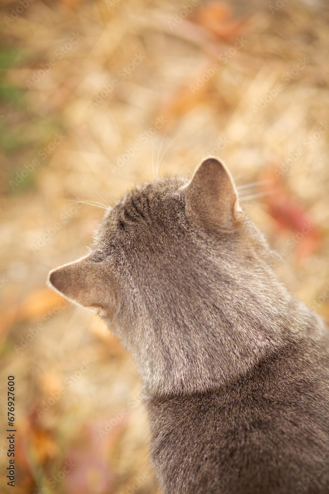 Obraz premium head of tabby grey cat walking on nature, pet in autumn season, rural scene