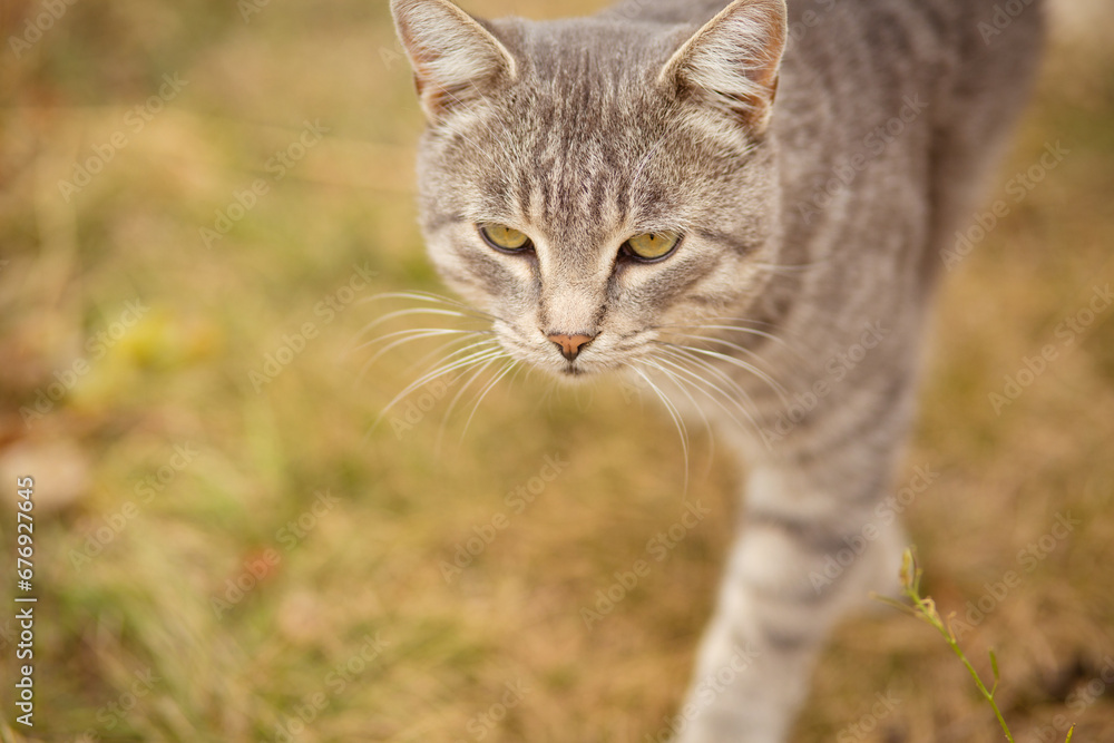 tabby grey cat walking on nature, pet in autumn season, rural scene tabby grey cat walking on nature, pet in autumn season, rural scene