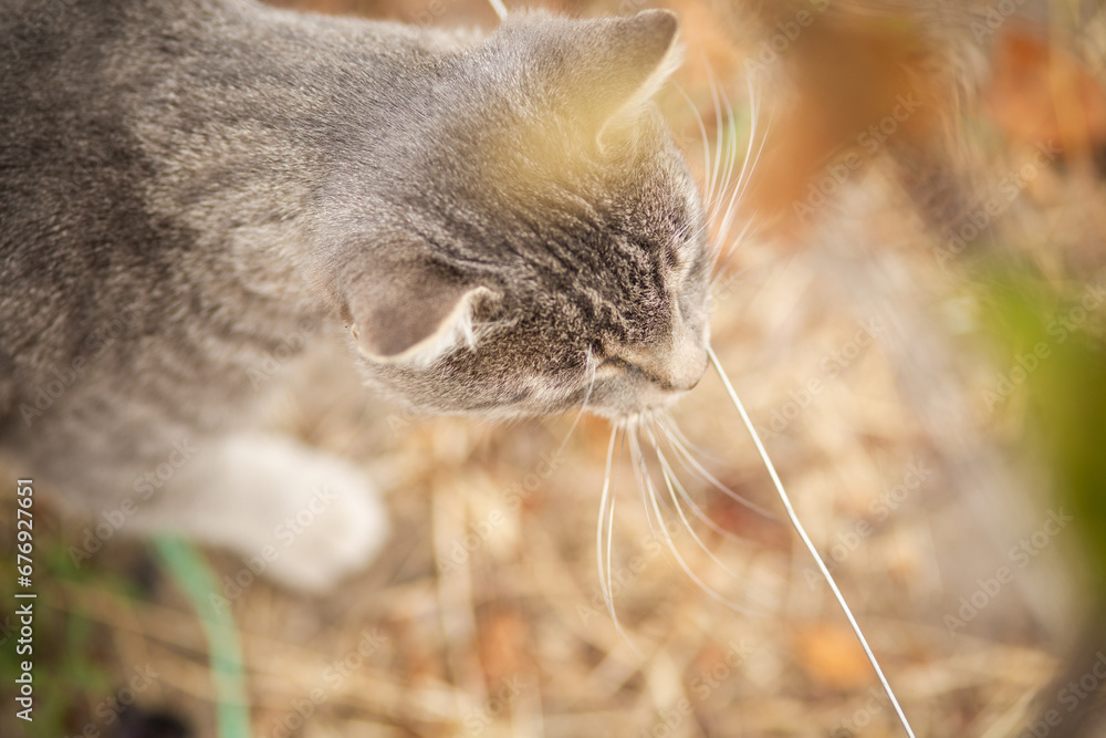 Fototapeta premium tabby grey cat walking on nature, pet in autumn season, rural scene