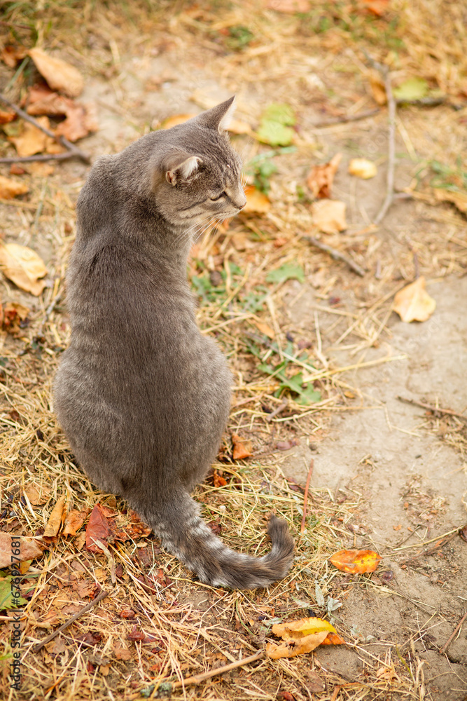 tabby grey cat walking on nature, pet in autumn season, rural scene tabby grey cat walking on nature, pet in autumn season, rural scene
