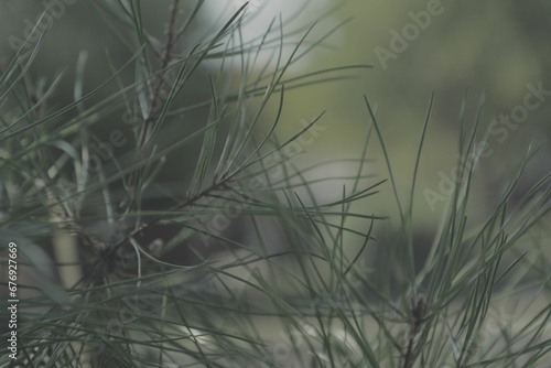 Closeup of Pine tree branches in a garden