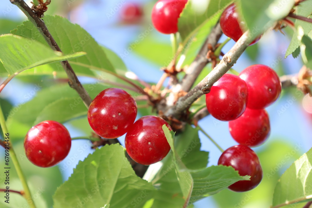 Bright red fresh cherries hanging on a branch against a background of green leaves Bright red fresh cherries hanging on a branch against a background of green leaves