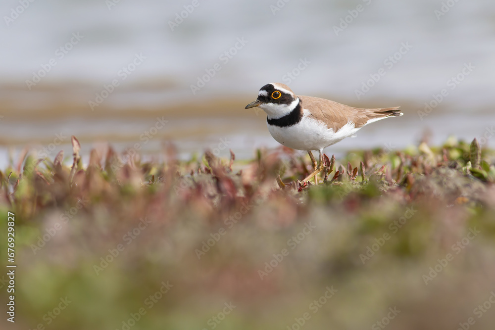Fototapeta premium Little Ringed Plover