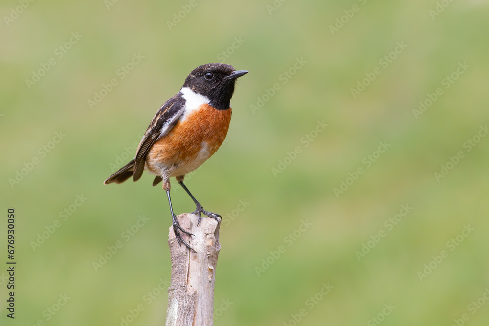 European Stonechat European Stonechat
