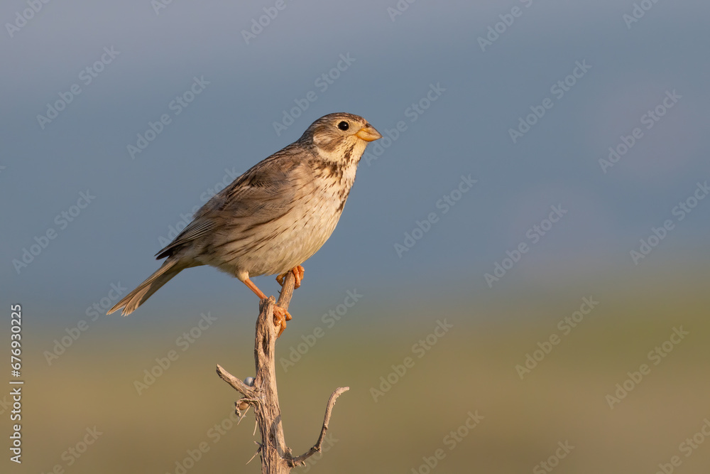 Corn Bunting Corn Bunting