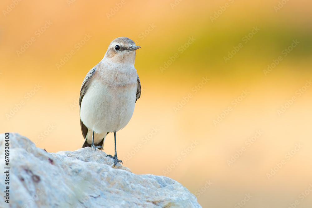 Fototapeta premium Northern Wheatear