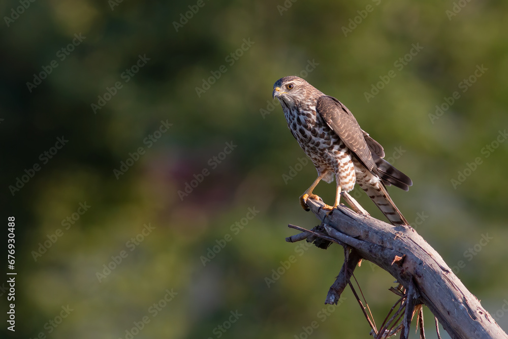 Levant Sparrowhawk Levant Sparrowhawk