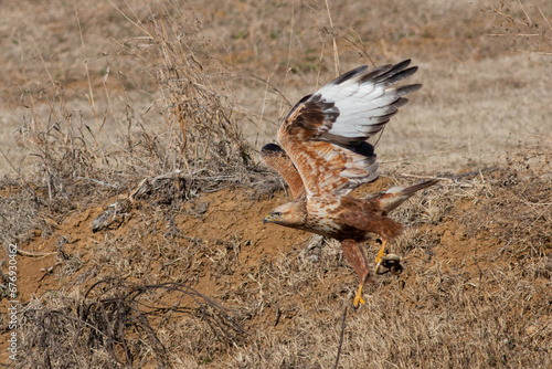 Photos Long-legged Buzzard