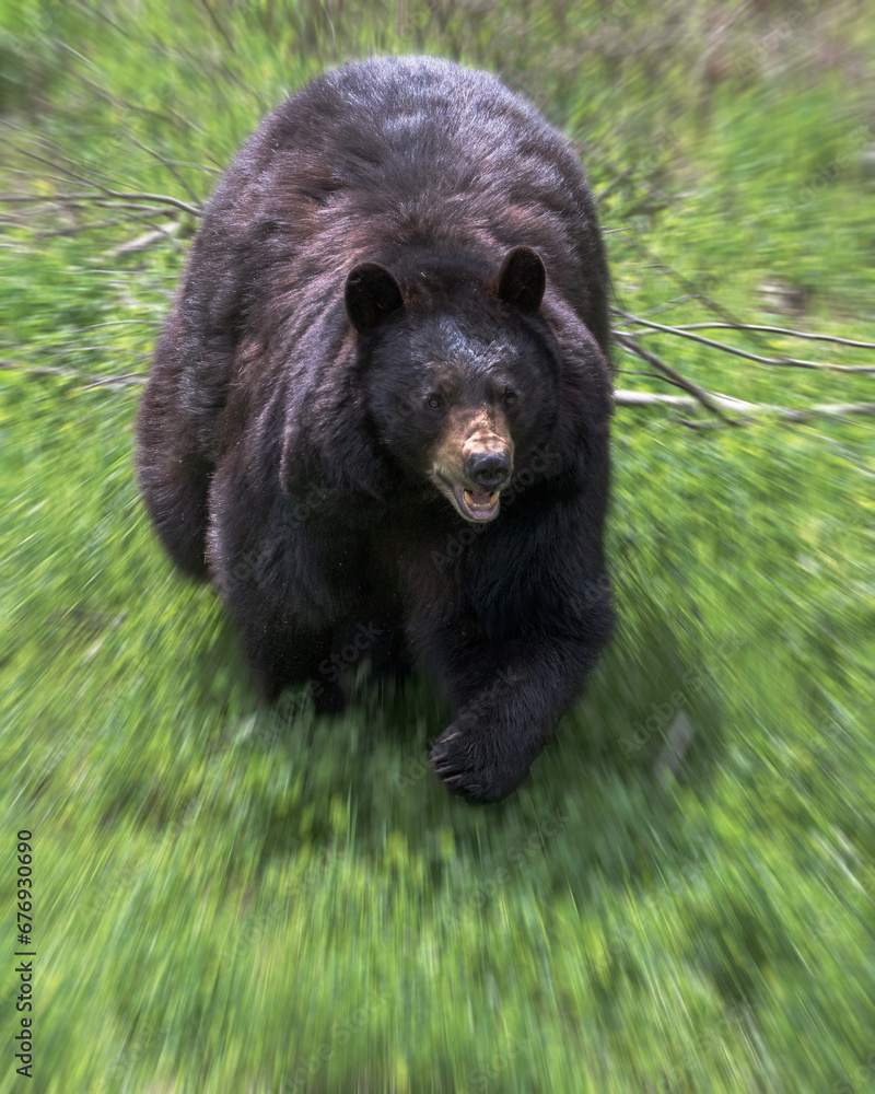 Open mouth attacking Black Bear running toward viewer Open mouth attacking Black Bear running toward viewer