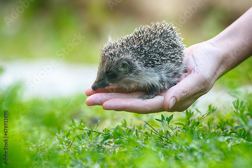 Small beautiful European hedgehog (Erinaceus europaeus)  in palm of the hand. .Wild animal in the home garden. photo