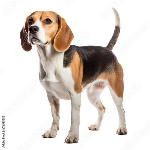 Beagle dog standing, displaying full body, clear defined features, on a transparent background for versatile use.