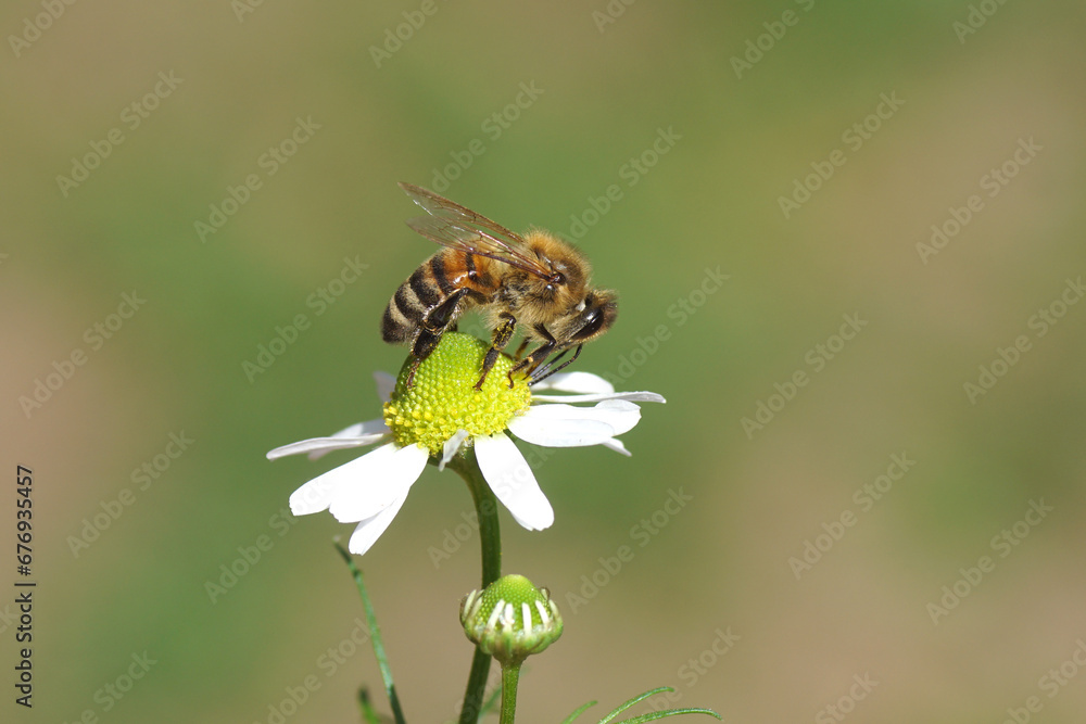 Western honey bee or European honey bee (Apis mellifera) on flowers of chamomile (Matricaria chamomilla, Matricaria recutit). Family Asteraceae. July, Netherlands Western honey bee or European honey bee (Apis mellifera) on flowers of chamomile (Matricaria chamomilla, Matricaria recutit). Family Asteraceae. July, Netherlands