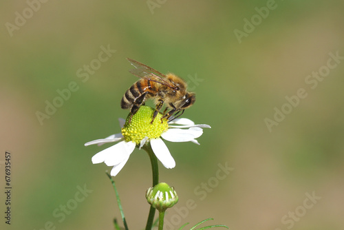 Western honey bee or European honey bee (Apis mellifera) on flowers of chamomile (Matricaria chamomilla, Matricaria recutit). Family Asteraceae. July, Netherlands © Thijs de Graaf