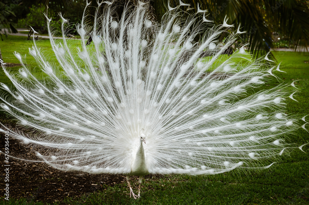 Obraz premium white peafowl showing off its plume