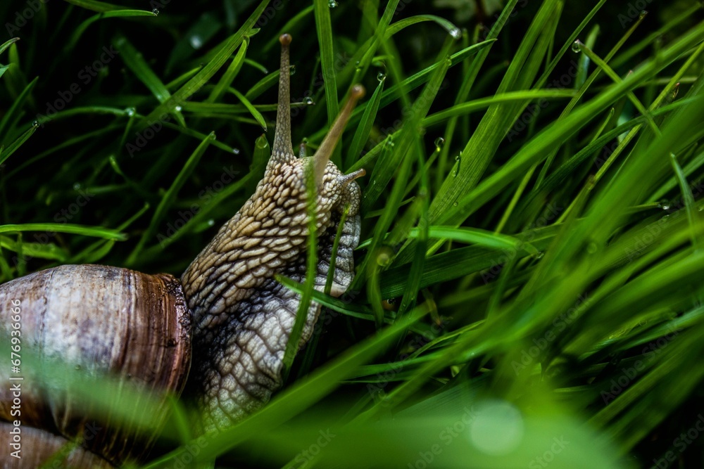 Closeup shot of a small snail surrounded by green grass in a garden in daylight Closeup shot of a small snail surrounded by green grass in a garden in daylight