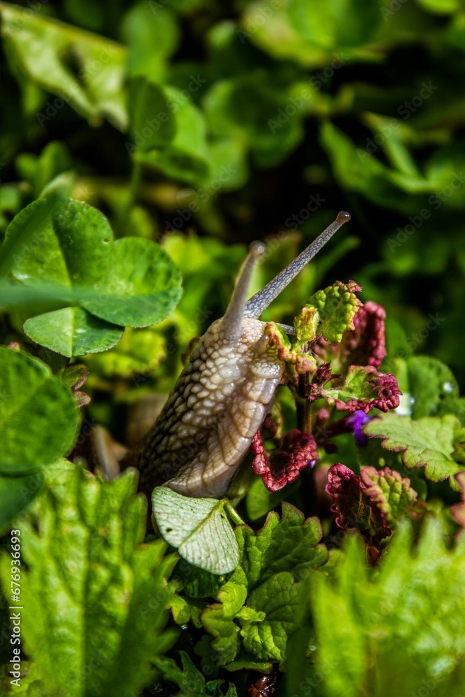 Vertical shot of a small snail surrounded by green plants in a garden in daylight