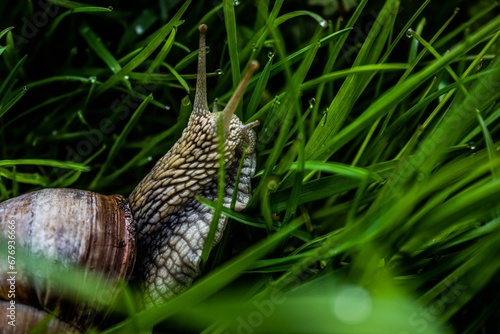 Closeup shot of a small snail surrounded by green grass in a garden in daylight