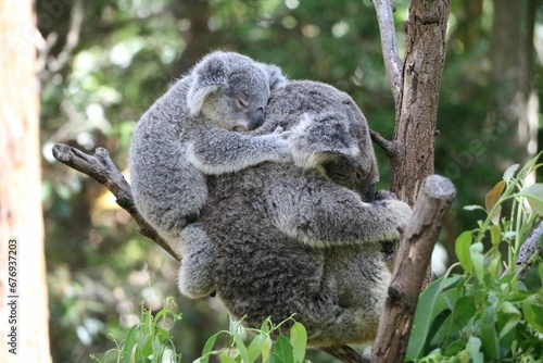 Canvas Print Closeup of adorable fluffy koalas resting on an evergreen tree branch in the zoo
