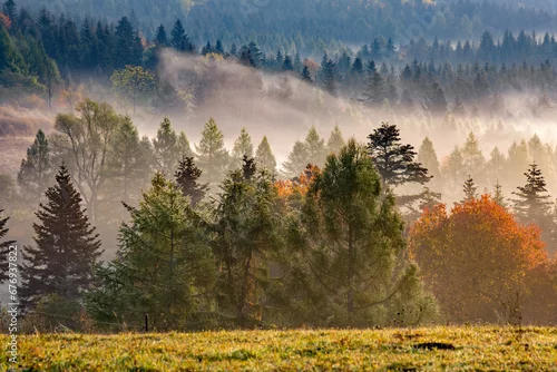 Obraz drzewa we mgle