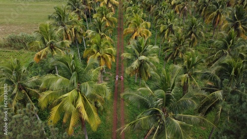 an image of a tropical landscape with palm trees and people