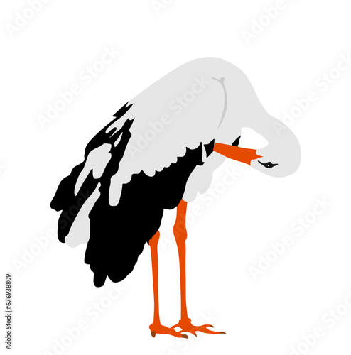 Washing body by beak elegant stork vector illustration isolated on white background. Visitant migration bird stork cleaning feathers and wings. Water echo system. Animal bird hygiene.