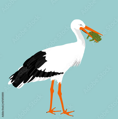 Hunting stork eating frog vector illustration isolated on background. Visitant migration bird stork in a beak holds a frog. Hunter and prey for meal. Food chain. Water echo system.
